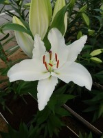 [4292 Sambuca VWS No02.JPG]